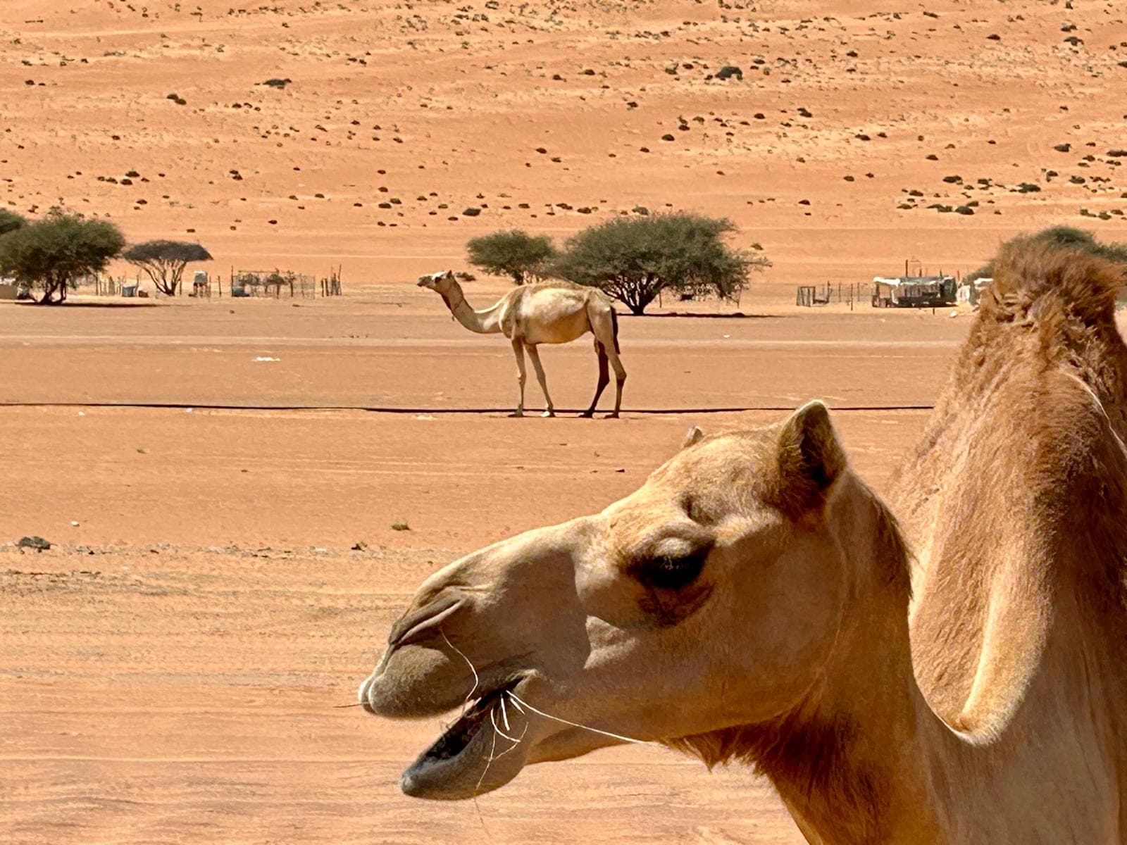Kamele in der goldenen Wüste des Oman